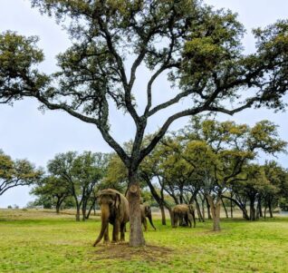 , FireSong Ranch