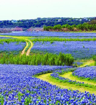 , FireSong Ranch